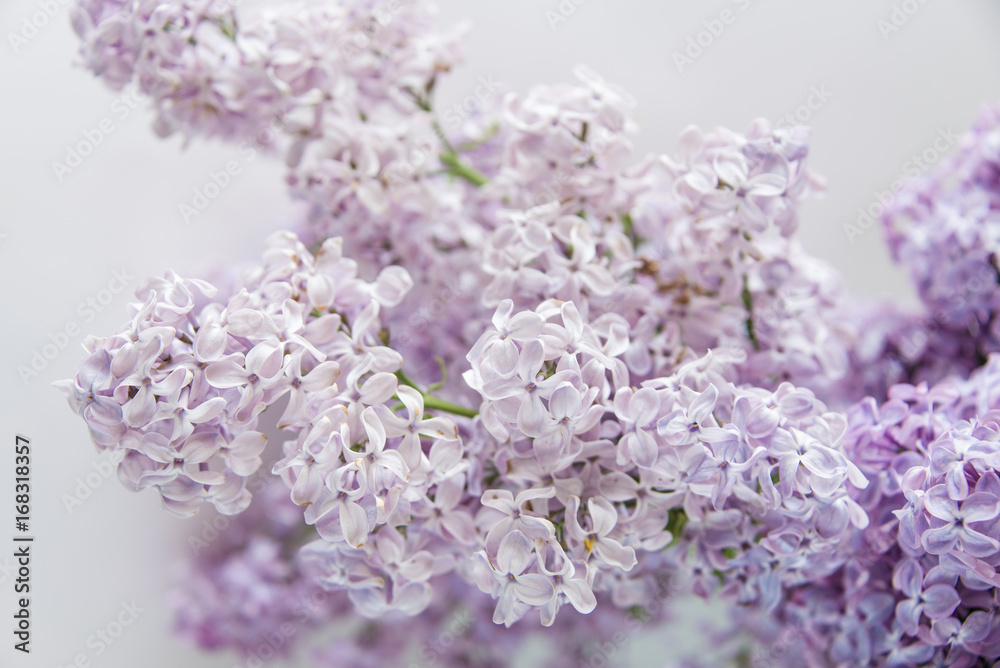 Flowering of lilac