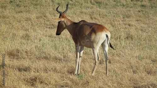 Topi Antelope