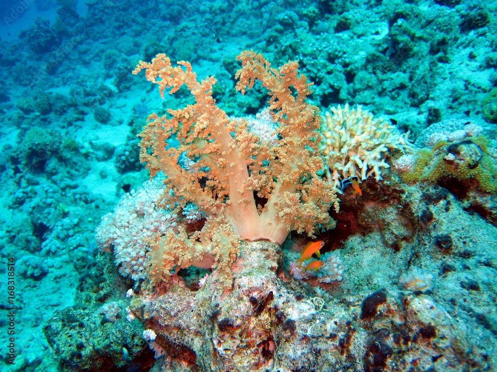 Fototapeta premium Beautiful Corals in the Red Sea 
