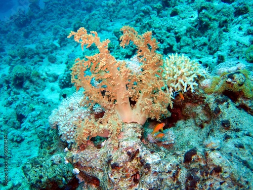 Beautiful Corals in the Red Sea 
