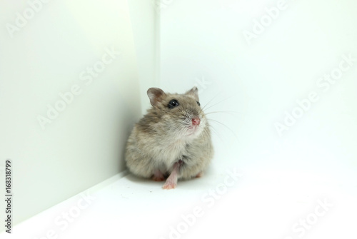 A fluffy winter white hamster sitting isolated on white background