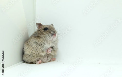 A tiny winter white hamster sitting isolated on white background
