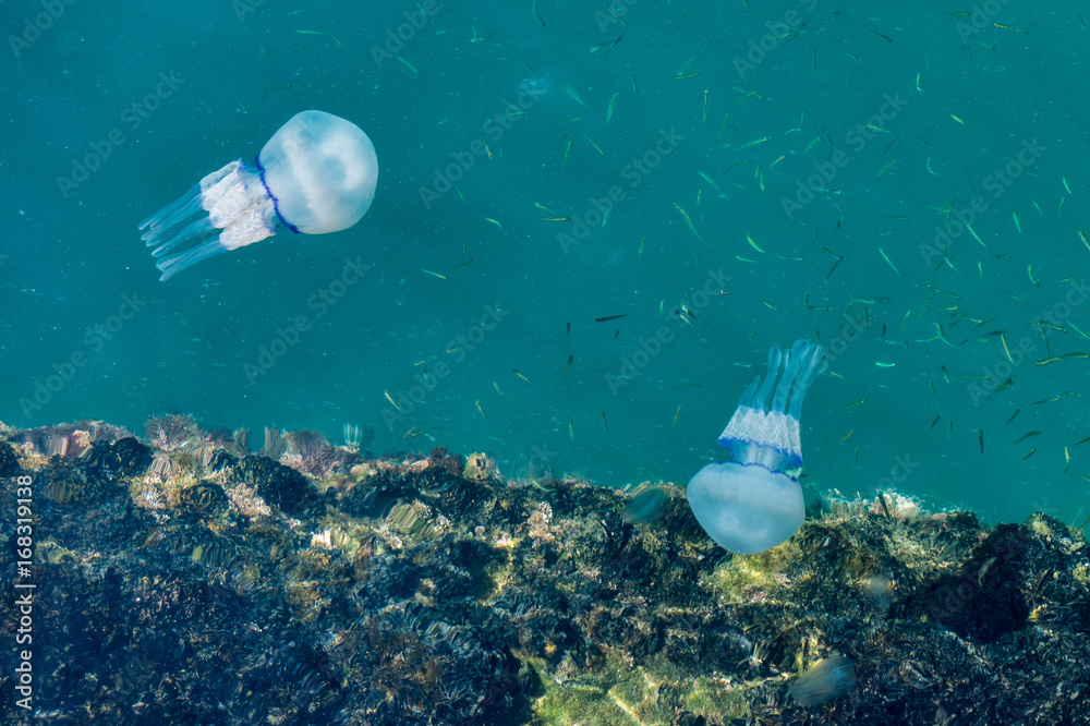 Obraz premium Beautiful glowing blue jellyfish in blue water sea with little fish background