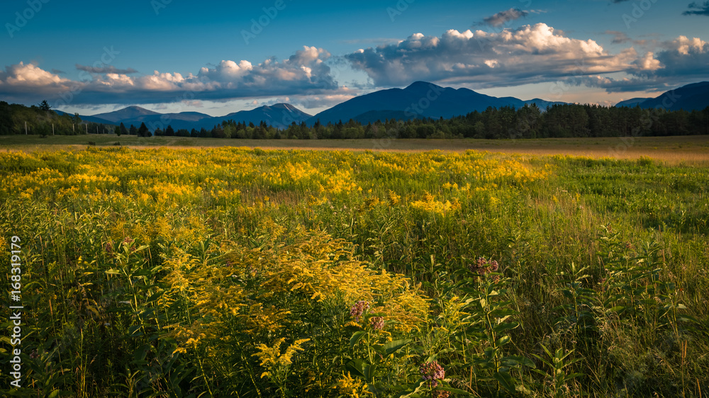A goldenrod meadow in Lake Placid at sundown in the High Peaks region of the Adirondacks. Mt. Marcy and Algonquin Peak can be seen in the background.