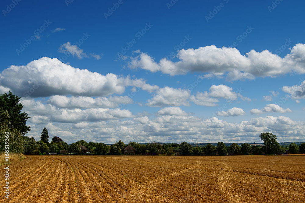 Big field. Countryside landscape
