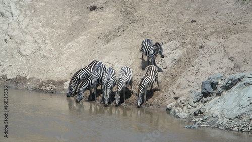 Tiermigration