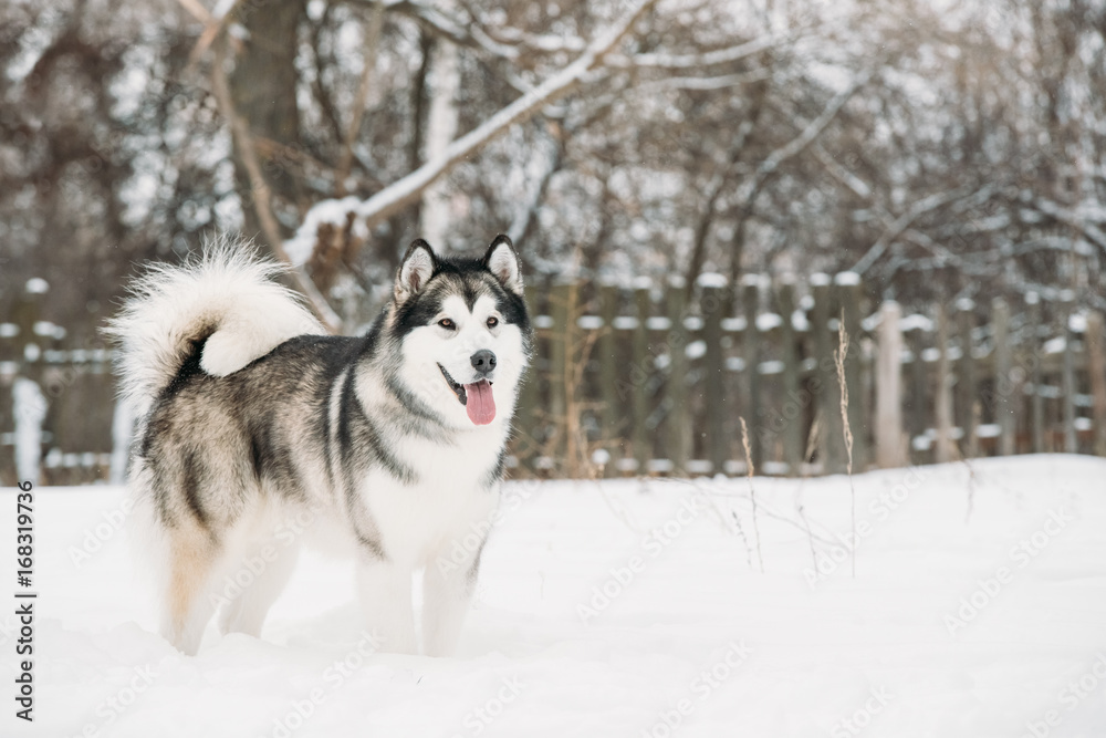 Alaskan Malamute Playing Outdoor In Snow, Winter Season. Playful Pets