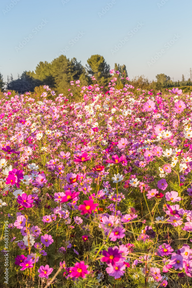 champ de cosmos