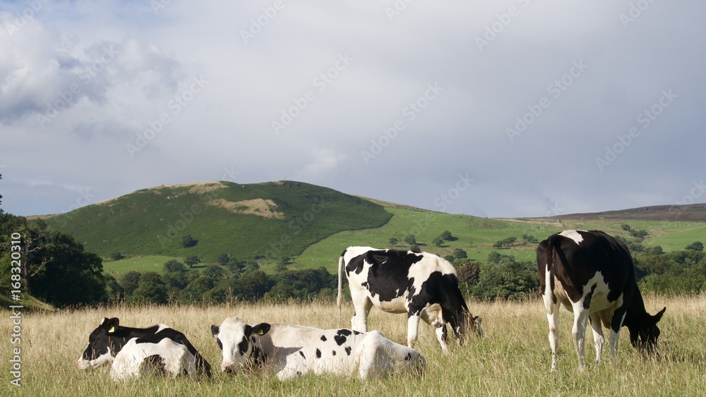 Fototapeta premium Dairy Cows with Greenery Backdrop