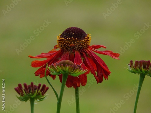 Helenium 'Ruby Tuesday' - Hélenium photo