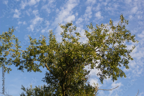 Green tree top over blue sky and clouds background