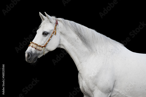 Gray arabian horse on black background isolated