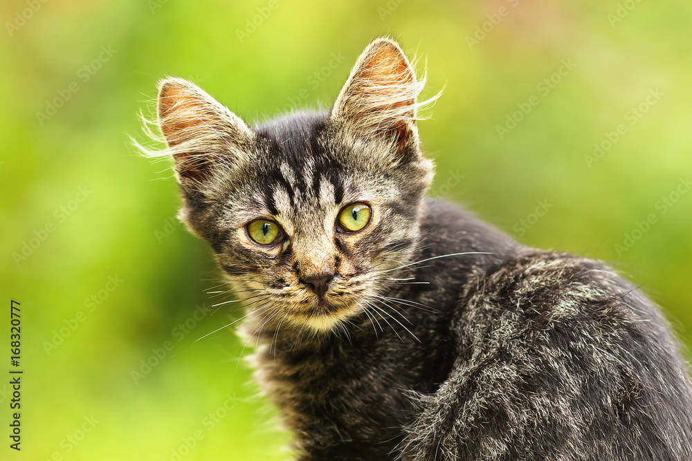 beautiful stripped kitten