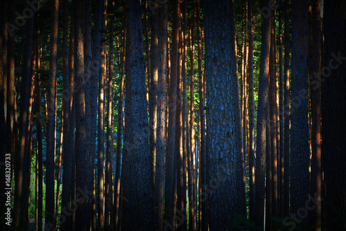 abstract view of dawn in pine forest