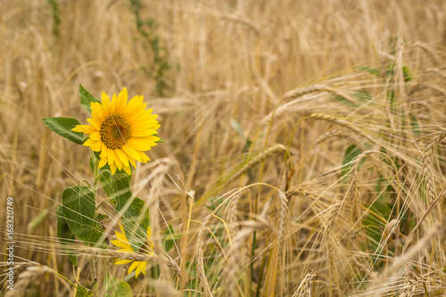 sunflowers in the field of wheat