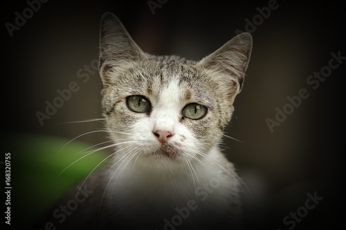 beautiful curious kitten portrait