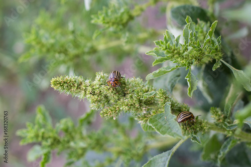 Close up of Colorado Potato Striped Beetle - Leptinotarsa Decemlineata, Serious Pest Of Potatoes plants