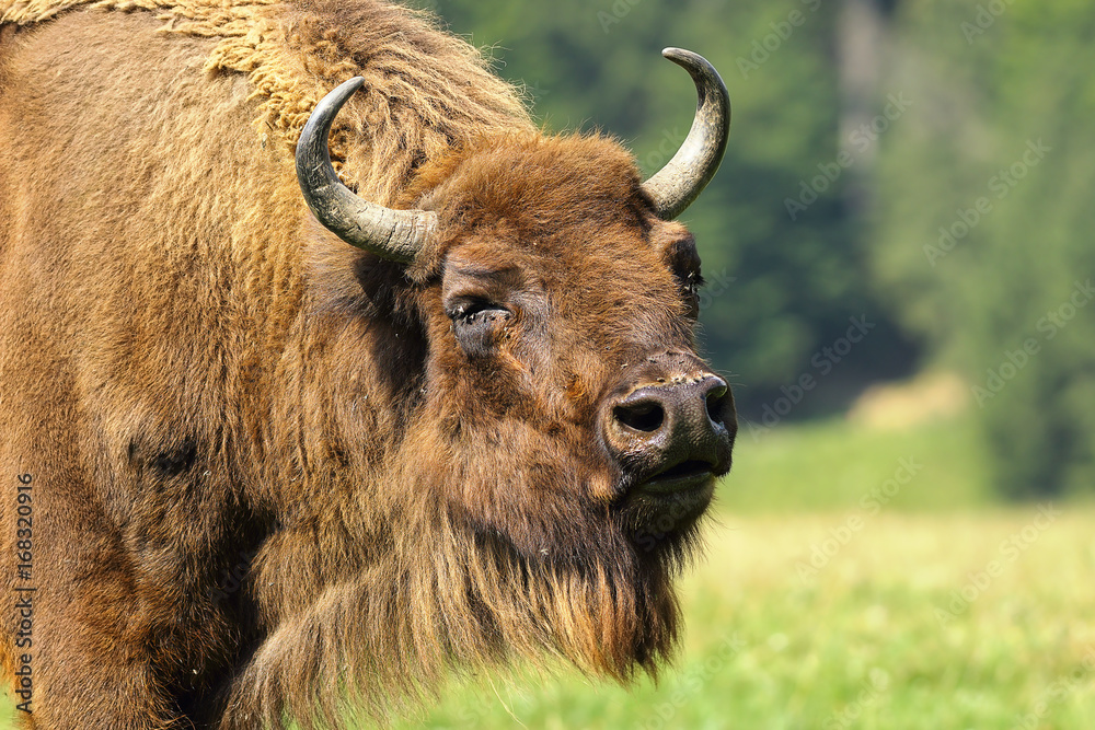 close-up of european bison close-up of european bison