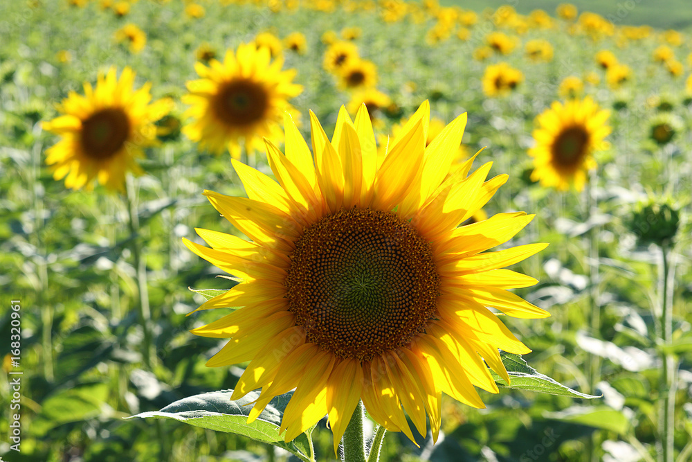 closeup of common sunflower