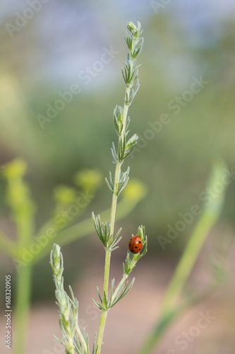 red ladybug on fresh green gras