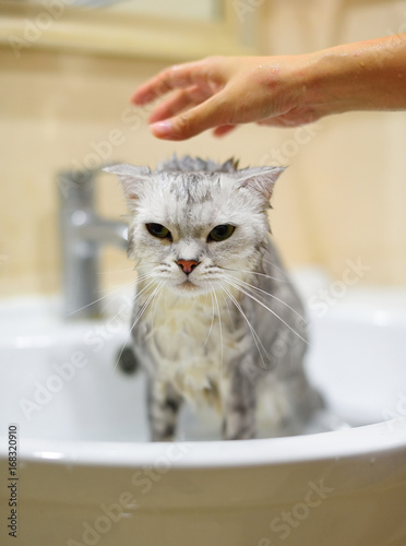 washing cat in bathroom