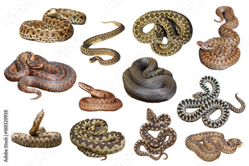 collection of isolated european venomous snakes