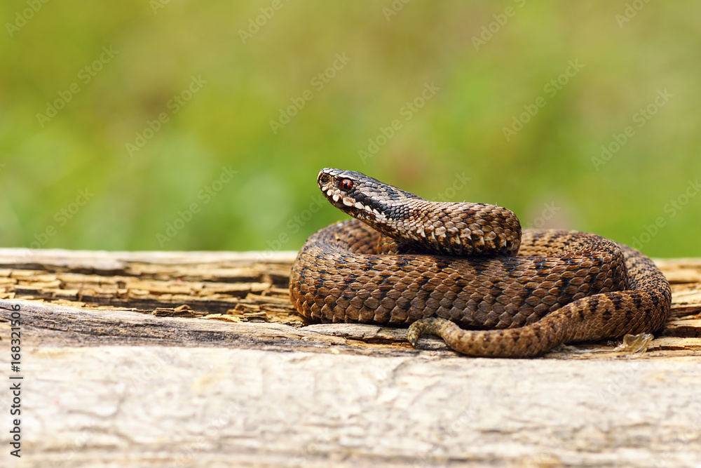 Fototapeta premium juvenile Vipera berus basking on wooden plank