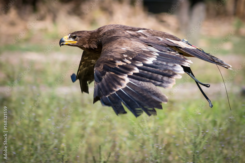 Fototapeta premium Aquila reale ammaestrata in volo 