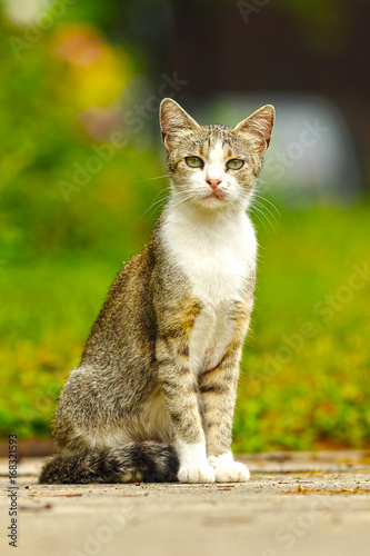mottley domestic cat photo