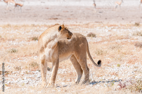 African Lioness standing and looking back