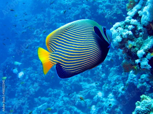 Emperor Angelfish in the Red Sea