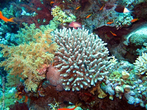 Beautiful Corals in the Red Sea 