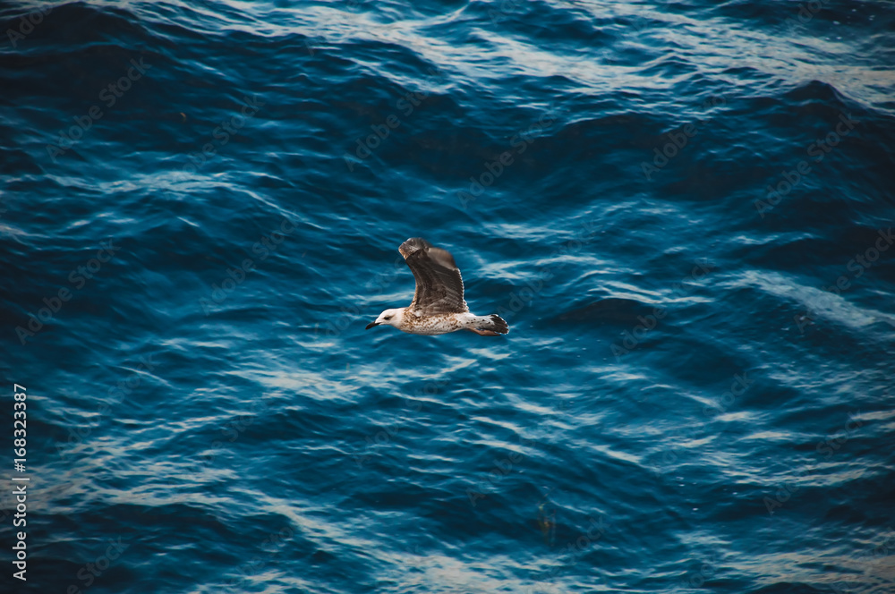 Naklejka premium Seagulls collecting food from the ferry which tranfers people and cars to island of Thassos, Greece.