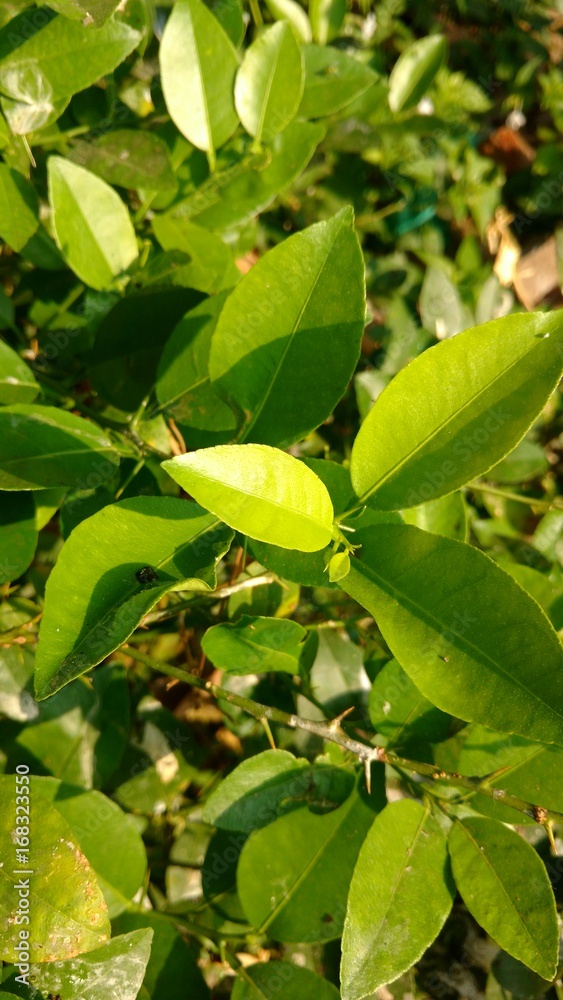 lemon leaves in a sunny day