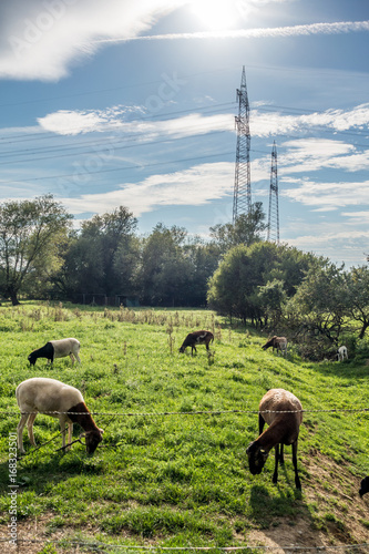 Fototapeta Naklejka Na Ścianę i Meble -  Schafe vor Strommasten