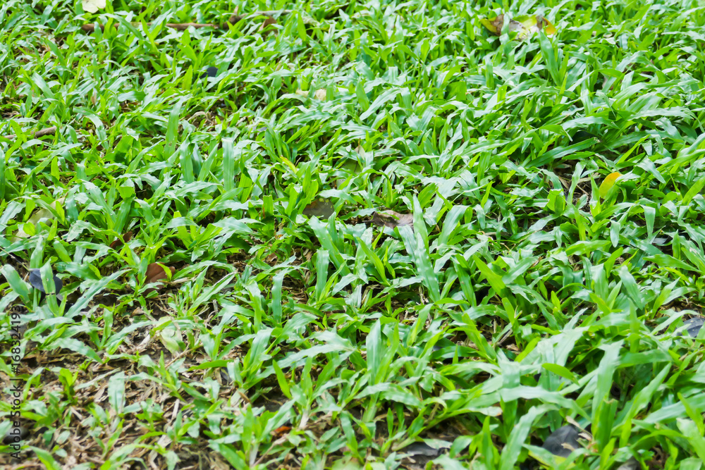 Grass background Grass background