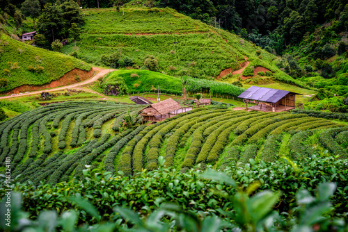  Tea plantation at Doi Ang Khang, Fang, Chiang Mai, Thailand view. A beautiful terrace of tea plantation on the mountain at daytime.