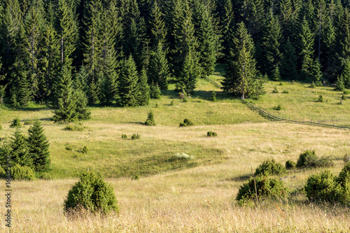 Tara Mountain Panoramic View Meadow and Pine Forest