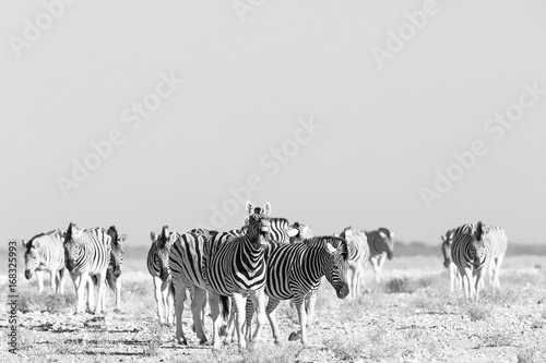 Fototapeta Naklejka Na Ścianę i Meble -  Zebra Approach