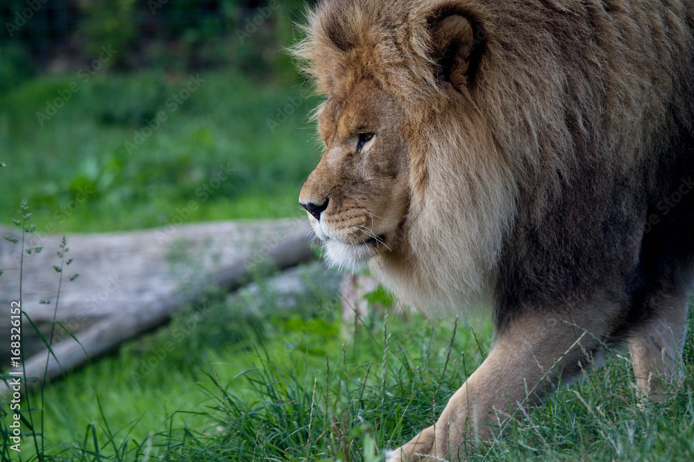 Fototapeta premium Lion