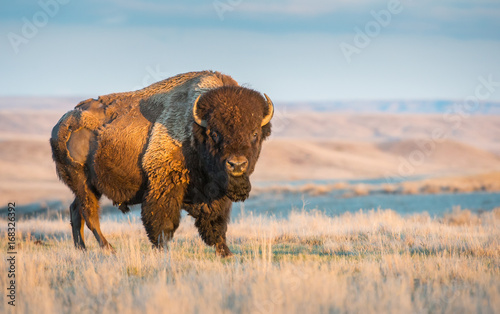Fototapeta Canadian bison in the prairies