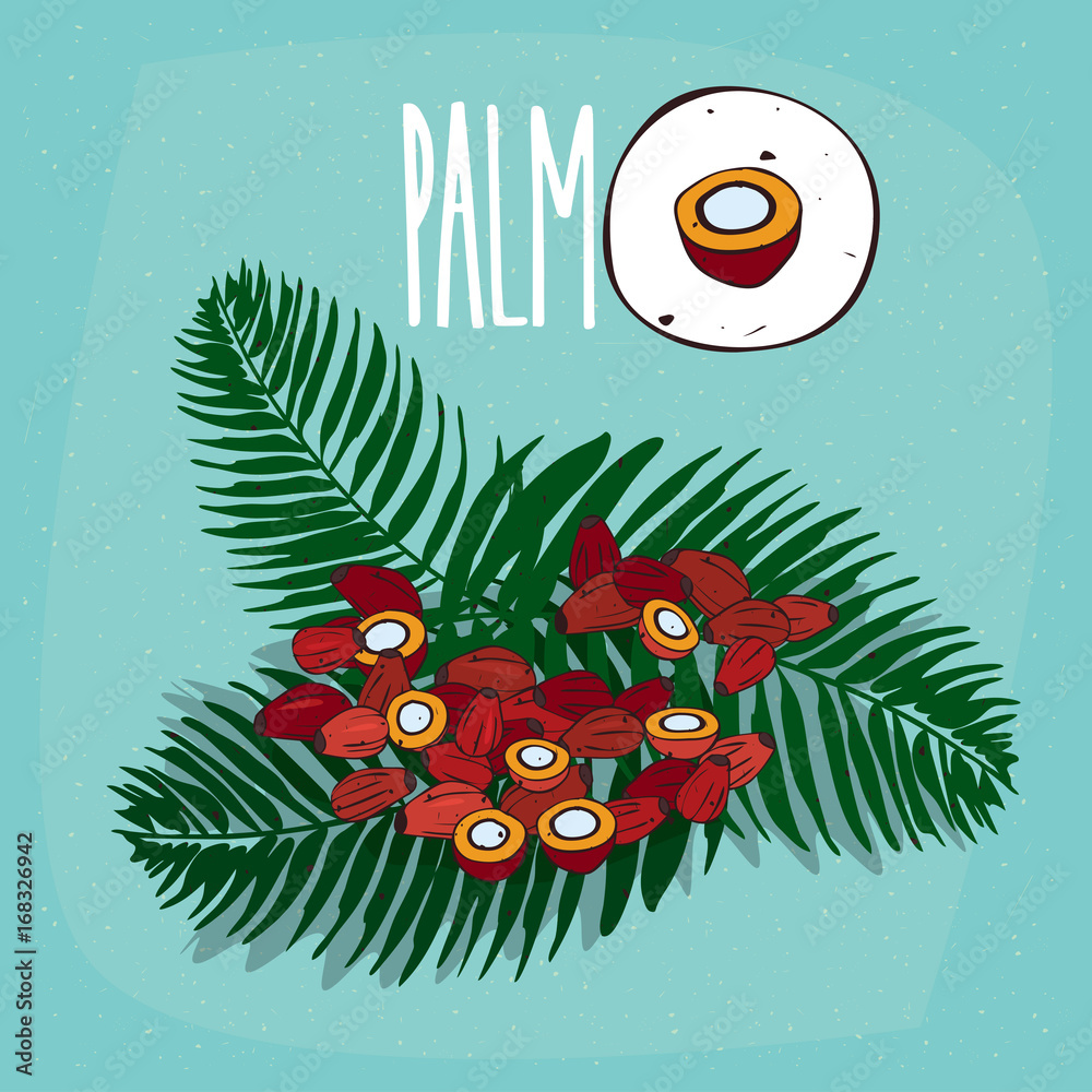 Naklejka premium Set of isolated plant Palm seeds herb with leaves, Simple round icon of Elaeis guineensis on white background, Lettering inscription Palm
