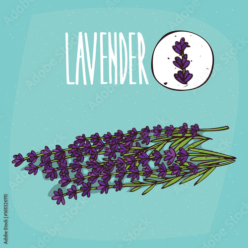 Set of isolated plant Lavender flowers herb with leaves, Simple round icon of Lavandula on white background, Lettering inscription Lavender