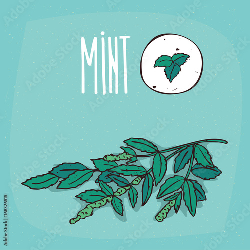 Set of isolated plant Mint leaves herb with flowers, Simple round icon of Mentha on white background, Lettering inscription Mint