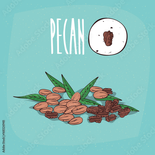 Set of isolated plant Pecan nuts herb with leaves, Simple round icon of Pecan nuts on white background, Lettering inscription Pecan © ariadnas