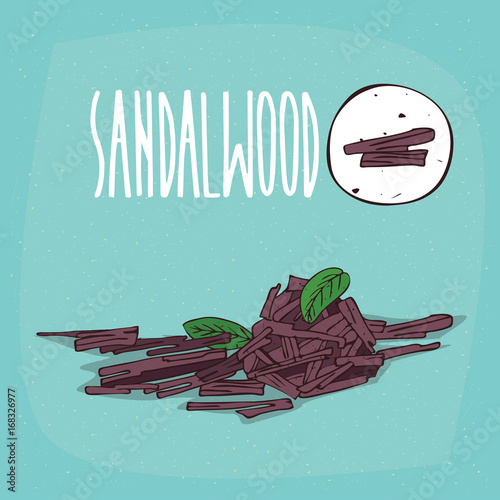 Set of isolated plant Sandalwood sticks herb with leaves, chips, billets, Simple round icon of Sandal on white background, Lettering inscription Sandalwood
