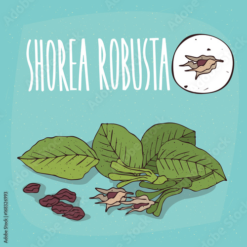 Set of isolated plant Shorea robusta fruits herb with leaves, seeds, Simple round icon of Shorea robusta on white background, Lettering inscription Shorea robusta