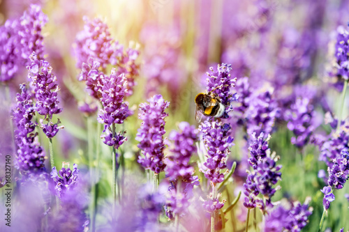Honeybee pollinating lavender flower field