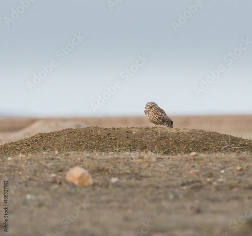 Burrowing owl in Grasslands, Saskatchewan