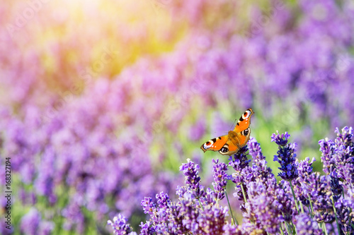 Butterfly sitting on lavender flower.